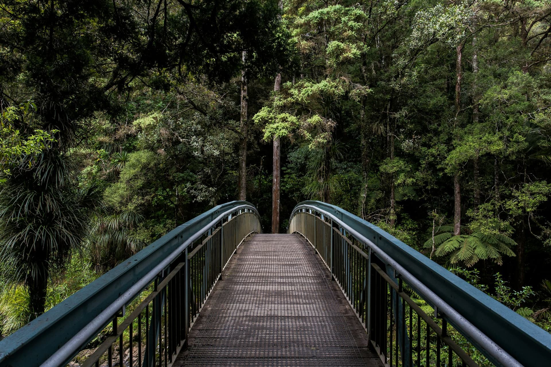 Footbridge leading into a lush green forest