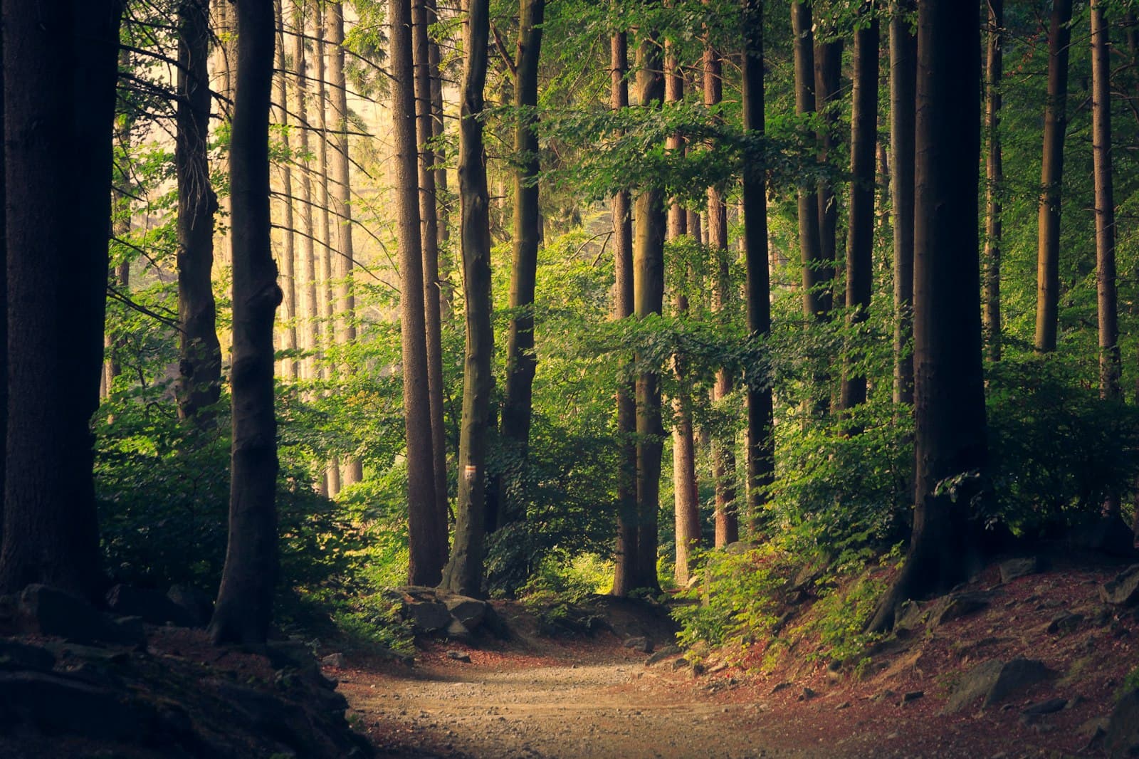 Sun rays through the forest
